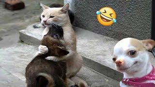 Funniest Cats And Dogs Videos 😁  Best Funny Animal Videos 2024 🥰14 [upl. by Aisaim797]