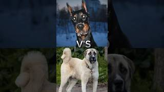 Pitbull VS cane corso Doberman VS Turkishkangal 🤯🤯🤯dog canecorso doberman turkishkangal short [upl. by Procto]