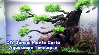 MONTE CARLO Carpet Plant  Planted Aquarium Setup Step by Step Tutorial [upl. by Naira]