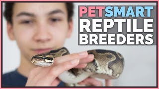 Calling 84 PetSmarts  Where do they actually get reptiles [upl. by Hegyera]