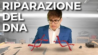 I meccanismi di RIPARAZIONE del DNA spiegati FACILI in meno di 3 minuti  BIOLOGIA FACILE [upl. by Neville435]