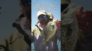 Best Lure For Spring Time Slab Crappie [upl. by Briano]