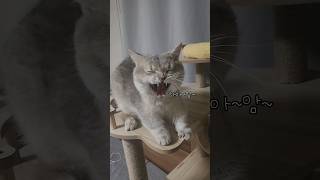 대박이 하품 3연발 A yawning cat 먼치킨고양이 cat [upl. by Notna]