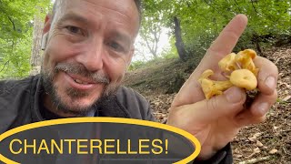 How to find and identify Chanterelle mushrooms Cantharellus cibarius [upl. by Ulick]