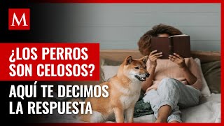 ¿Los perros son celosos Un estudio de la Universidad de California lo aclara [upl. by Aydidey]