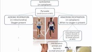 Cellular Respiration Part 1 Intro IB Biology SL [upl. by Earesed]