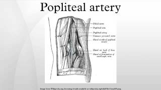 Popliteal artery [upl. by Melena137]