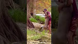 Part 2 ⚡️Man saves drowning deer in san antonio River Texas wildlife gone wild 💥 [upl. by Anthea]