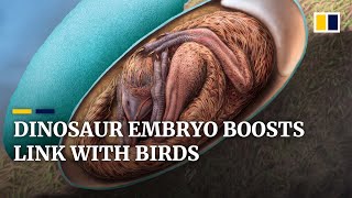 Dinosaur fetus’ position inside Chinese egg fossil supports ancestral link with birds [upl. by Kihtrak]