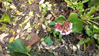 How to prune Bergenia Elephant ears [upl. by Yelda180]