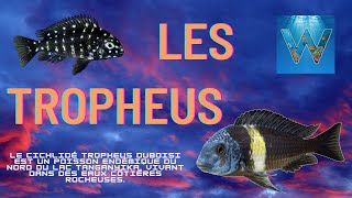 les Tropheus duboisi [upl. by Publias503]