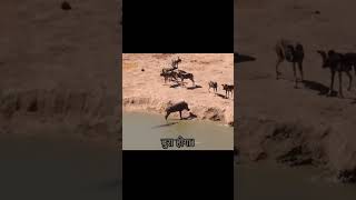 The warthog Fluffy encounters a pack of wild dogs and chases him into the water [upl. by Yhotmit]