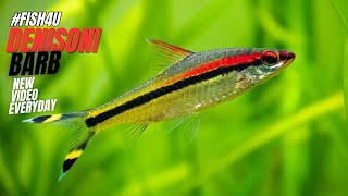 Denisons Barb The Gorgeous Torpedo Barb in Your Aquarium FISH4U [upl. by Hayarahs64]