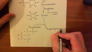 The Phosphoinositide Pathway Part 4 [upl. by Heinrike]