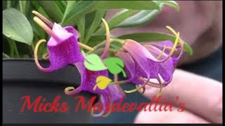 Masdevallia Glandulosa orchid spotlight video 23 [upl. by Aneles]