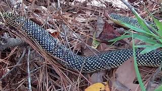 SN3A LARGE ADULT SPECKLED KINGSNAKE Lampropeltis getula holbrooki In East Texas [upl. by Bambi]