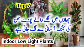 Best Indoor low light PlantsShade loving Indoor plantsPermanent indoor plantsTop 7 indoor plants [upl. by Mel]