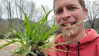 Worst Spring Weed in the Lawn and How to Kill it [upl. by Amron]