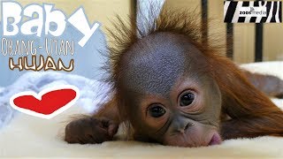 BABY OrangUtan HUJAN im ZOO KREFELD  zoosmedia [upl. by Jehoash]