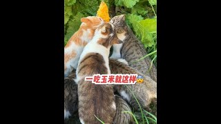 萌宠出道计划 猫咪 谁能拒绝傻憨憨的小猫咪 这小猫谁养谁不迷糊啊 记录猫咪日常 [upl. by Acyssej811]