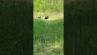 Strutters in your Face Pt1 hunting turkey jesus mossyoak shorts [upl. by Roche]