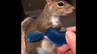 Squirrel cant get enough of massage by a toothbrush  Squirrel having spa time and massage [upl. by Nimzzaj]