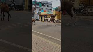 Lakdi ki Kathi Kathi pe ghoda lakdikekathi kathiparghoda ghoda horse viralshort trendingshorts [upl. by Eve]