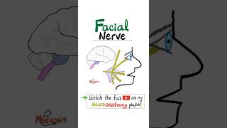 Facial Nerve  7th Cranial Nerve  CN VII  Part 2  Branches Neuroanatomy anatomy physiology [upl. by Colinson]