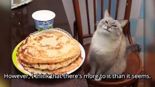 Blini Kot not my video couldnt find the original on youtube [upl. by Dnaleel]