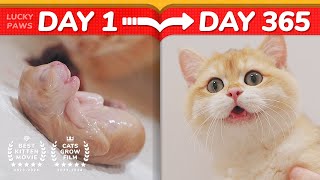 😂Cat Haters Nightmare  How Kittens Grow Up 0365 Days [upl. by Velma877]