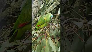 Blue Fronted Amazon Parrot [upl. by Guarino]