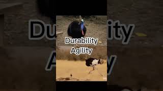 Cassowary vs ostrich edit [upl. by Lenee893]