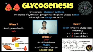 Glycogenesis  Biochemistry  Tamil  Insulin  Glycogen  Glucose  Diabetes Biology ThiNK VISION [upl. by Cati]