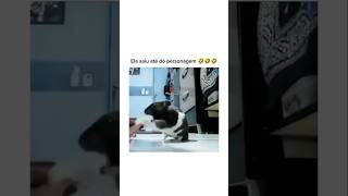 Que isso ratinho😳 animal br brasil shortsvideo cachorro gato humorbrasil animalshorts [upl. by Doykos225]