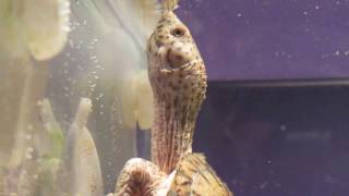 Loggerhead musk turtle eating snails 2x [upl. by Nomled]