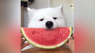 ASMR Dog Eating Watermelon [upl. by Shadow]