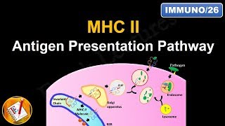 Antigen Processing and Presentation PART II MHC II Antigen Presentation Pathway FLImmuno26 [upl. by Domenech]