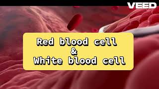 Red blood cell amp White blood cell [upl. by Cira]