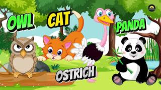 ANIMAL SOUNDS  CAT OWL OSTRICH PANDA [upl. by Nitsuga763]