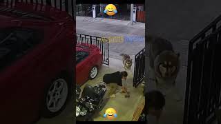 Aiii Aamai 🤣 Dubbing Dappa funny shorts dog comedy shortsfeed funnyanimals animals doglover [upl. by Calvano626]