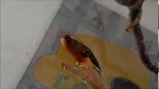 Kanarienvogel Gesang  Canary singing [upl. by Ailecara]