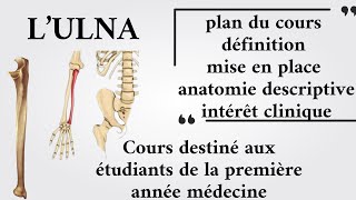 Ulna  Anatomie 1ère année medecine [upl. by Fredrick]