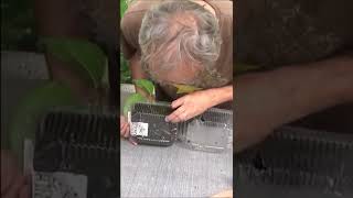 Conseils jardinage Pothos scindapsus Comment faire une boutureshortsyoutube [upl. by Emile]