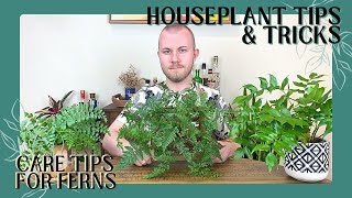 Care Tips For Ferns  Houseplant Tips amp Tricks Ep 14 [upl. by Caitlin]