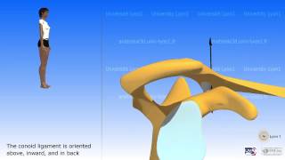 Arthrology of the acromioclavicular joint [upl. by Donata]