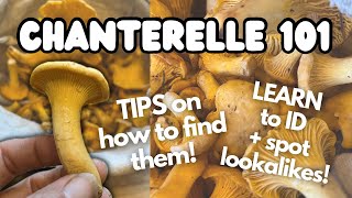 The Secrets to Hunting Wild Chanterelles Where to find them and How to Identify  UK Foraging [upl. by Ttennaj712]