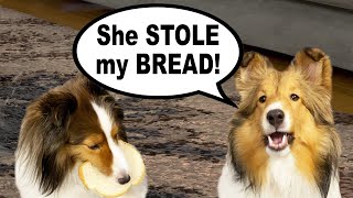 quotShe STOLE my BREADquot 🍞🐶 another Biscuit TALKY on Cricket quotthe sheltiequot Chronicles e066 [upl. by Furey617]