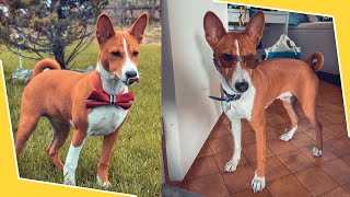 Basenji Training Guide Watch This Before Getting One [upl. by Fezoj370]