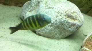 Tropheus brichardi Kipili wild group  PISCES [upl. by Goetz]