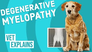 Degenerative Myelopathy in Dogs [upl. by Asoramla76]